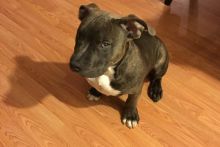 5 month old razors edge gottiline bully