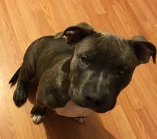 5 month old razors edge gottiline bully Image eClassifieds4u 2