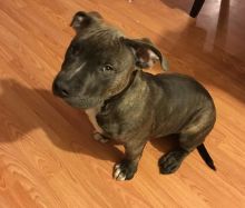 5 month old razors edge gottiline bully Image eClassifieds4u 3