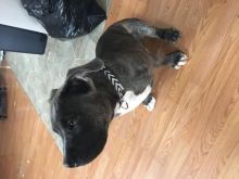 5 month old razors edge gottiline bully Image eClassifieds4u 4