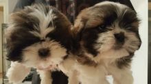 Male and Female Baby Shih Tzu Pups