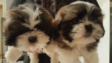 Male and Female Baby Shih Tzu Pups Image eClassifieds4U
