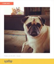Sweet Purebred Pug Image eClassifieds4U