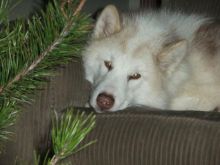 Very Rare Find-Canadian Eskimo (Inuit) Puppies for Sale Image eClassifieds4u 3