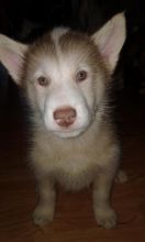 Very Rare Find-Canadian Eskimo (Inuit) Puppies for Sale Image eClassifieds4u 4