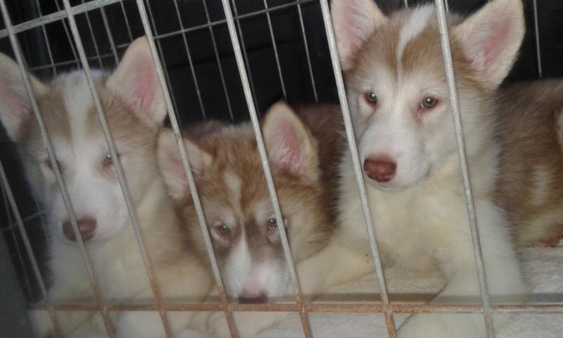 Very Rare Find-Canadian Eskimo (Inuit) Puppies for Sale Image eClassifieds4u