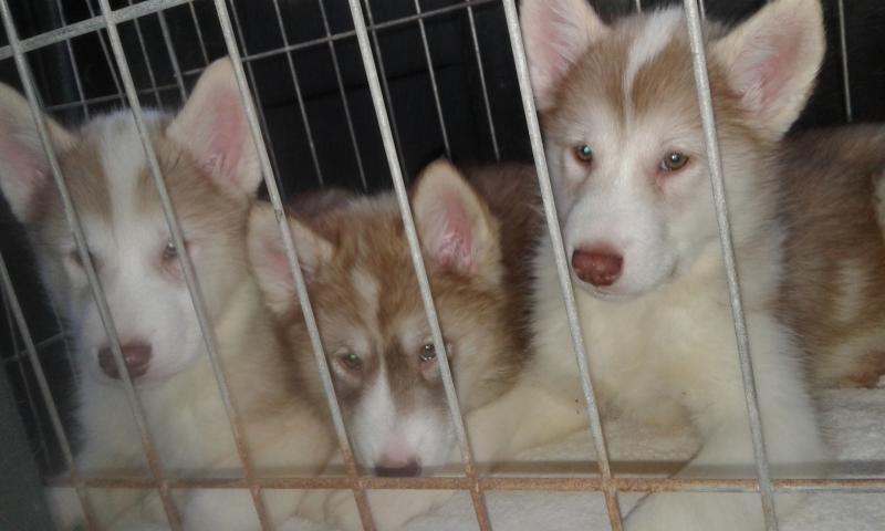 Very Rare Find-Canadian Eskimo (Inuit) Puppies for Sale Image eClassifieds4u