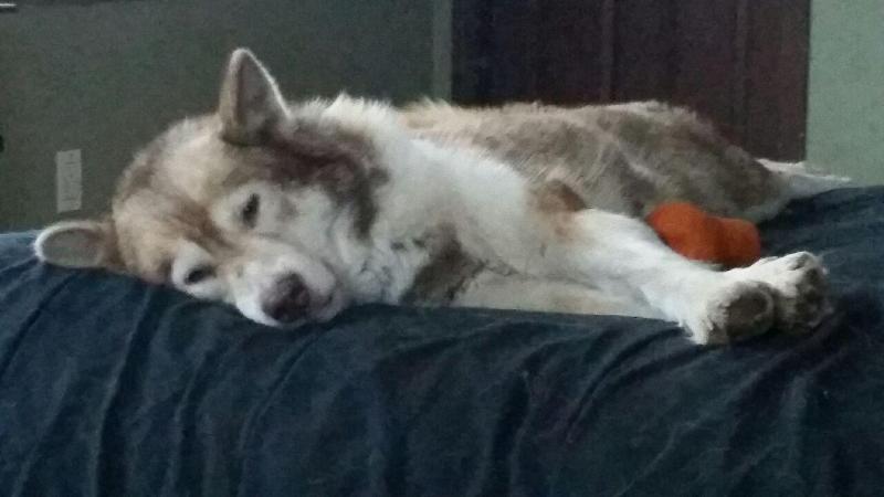 Very Rare Find-Canadian Eskimo (Inuit) Puppies for Sale Image eClassifieds4u