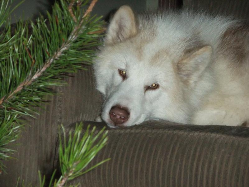 Very Rare Find - CKC Registered Canadian Eskimo (Inuit) Puppie for Sale Image eClassifieds4u