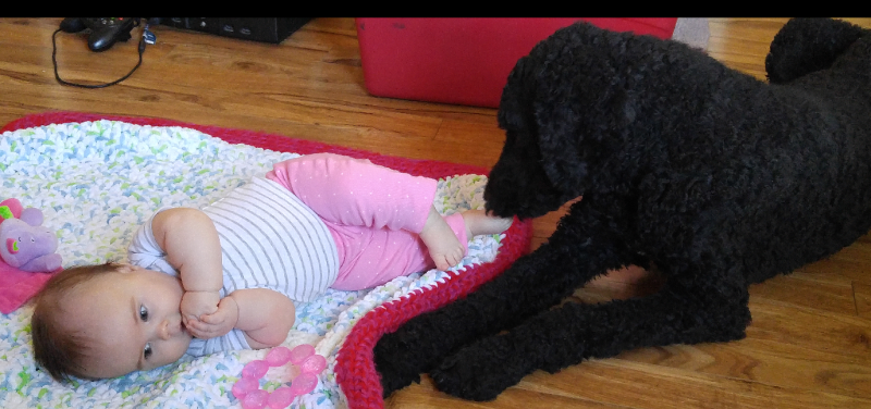 2 Year Old Male Goldendoodle Image eClassifieds4u