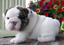 Friendly M/F English Bulldog puppies