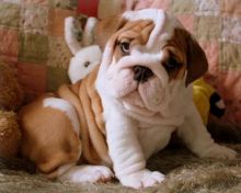 Friendly M/F English Bulldog puppies Image eClassifieds4u 3