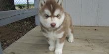 Sweet Siberian Husky Puppies Image eClassifieds4U