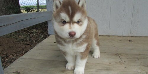Sweet Siberian Husky Puppies Image eClassifieds4u