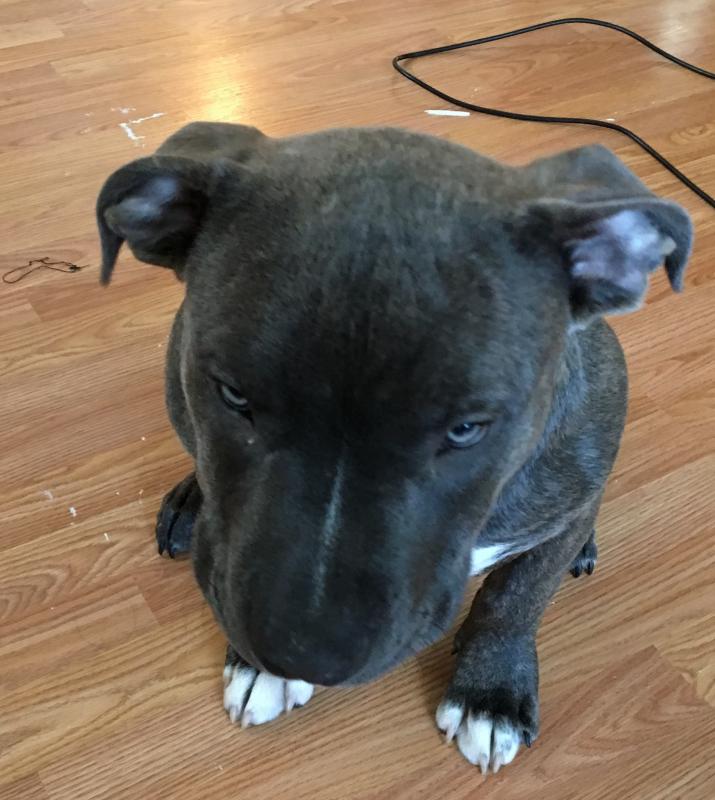 Championship bloodline Razors Edge Gottiline Bully Image eClassifieds4u