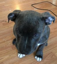 Championship bloodline Razors Edge Gottiline Bully Image eClassifieds4u 2