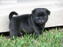 Fawn Black Pug Puppies