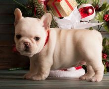 Healthy French Bulldog Puppies