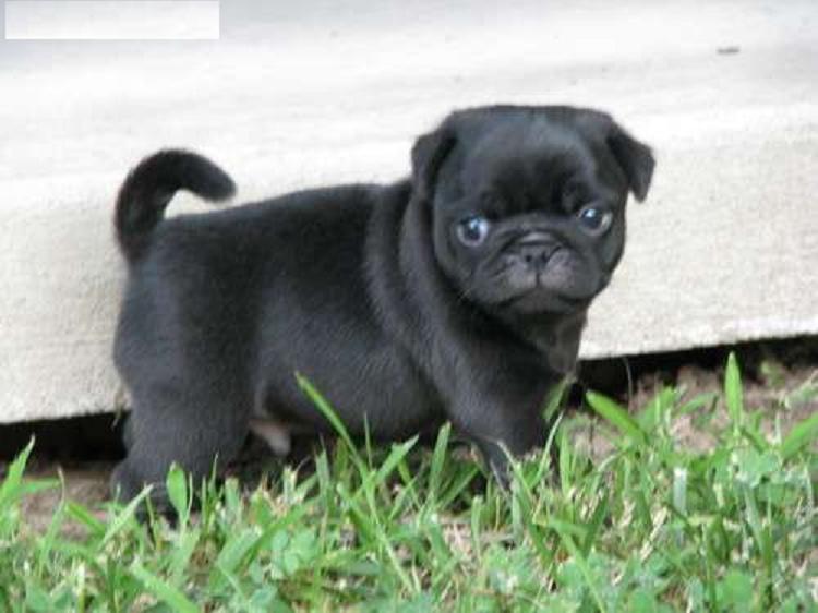 Fawn Black Pug Puppies Image eClassifieds4u