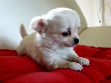 Gift Chihuahua female