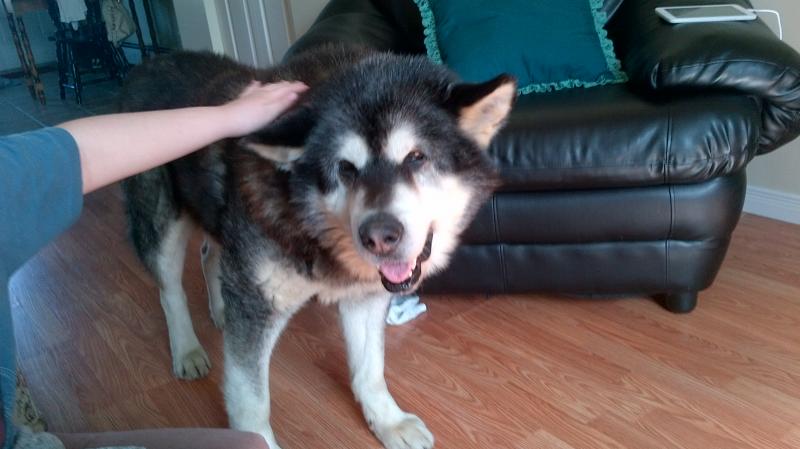 Alaskan malamute Image eClassifieds4u