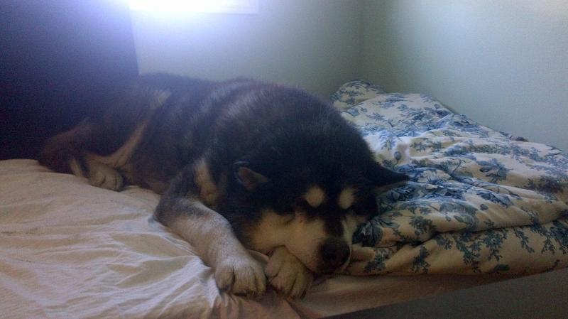 Alaskan malamute Image eClassifieds4u