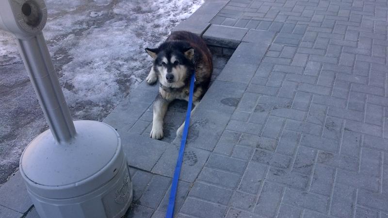 Alaskan malamute Image eClassifieds4u