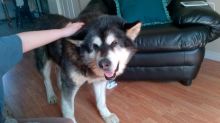 Alaskan malamute Image eClassifieds4u 2