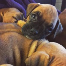 Registered Purebred Boxer Puppies