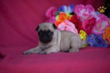 Jumpin Jack - Pug Puppy for Sale Image eClassifieds4u 2