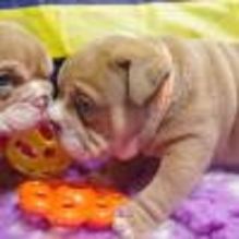 Quality english bulldog Puppies Ready Now! 12 weeks old and reg vaccinated and wormed