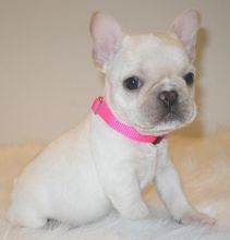 Cute French Bulldog puppies