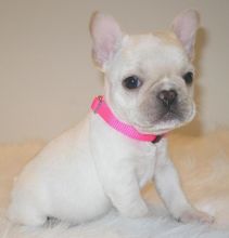 Cute French Bulldog puppies Image eClassifieds4U