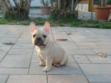 Male and Female French Bulldog puppies for adoption