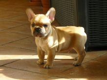 Male and Female French Bulldog puppies for adoption Image eClassifieds4u 2