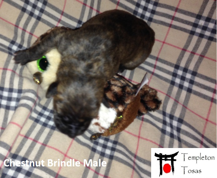 *RARE BREED* Tosa Inu (Japanese Mastiff) PUREBRED Puppies for sale Image eClassifieds4u