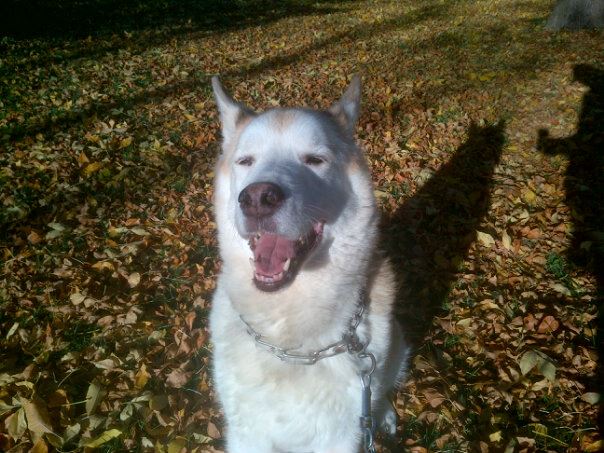 Husky puppy wanted for adoption Image eClassifieds4u