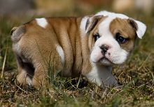 Magnificent English Bulldog Puppies For Re-homing