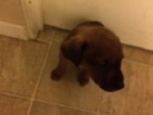 Puppies Image eClassifieds4u 4