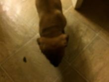 Puppies Image eClassifieds4u 2