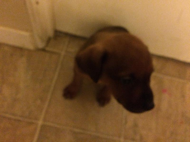 Puppies Image eClassifieds4u