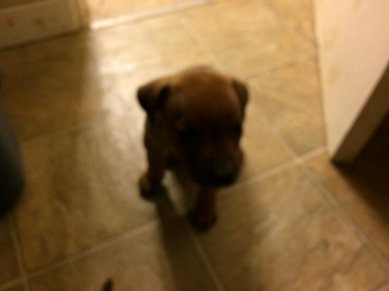 Puppies Image eClassifieds4u