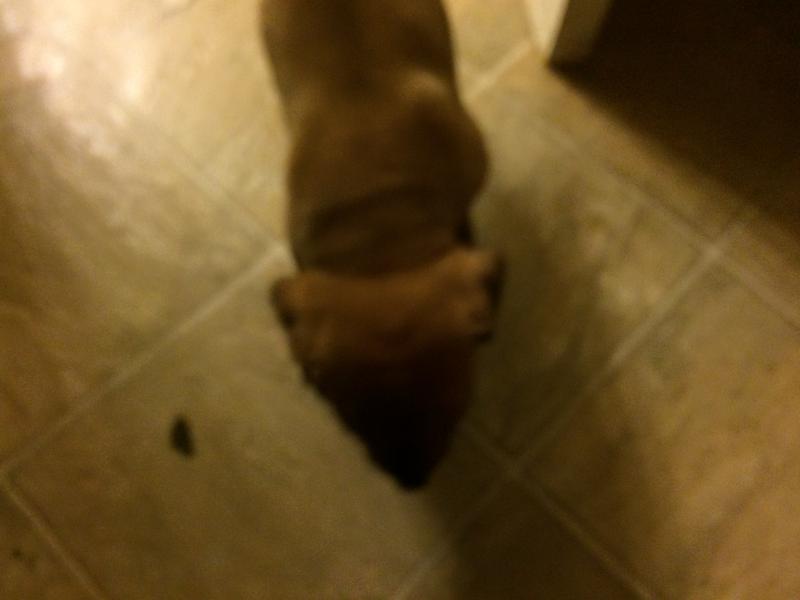 Puppies Image eClassifieds4u