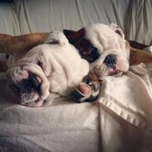Cute Male and Female English Bulldog Puppies