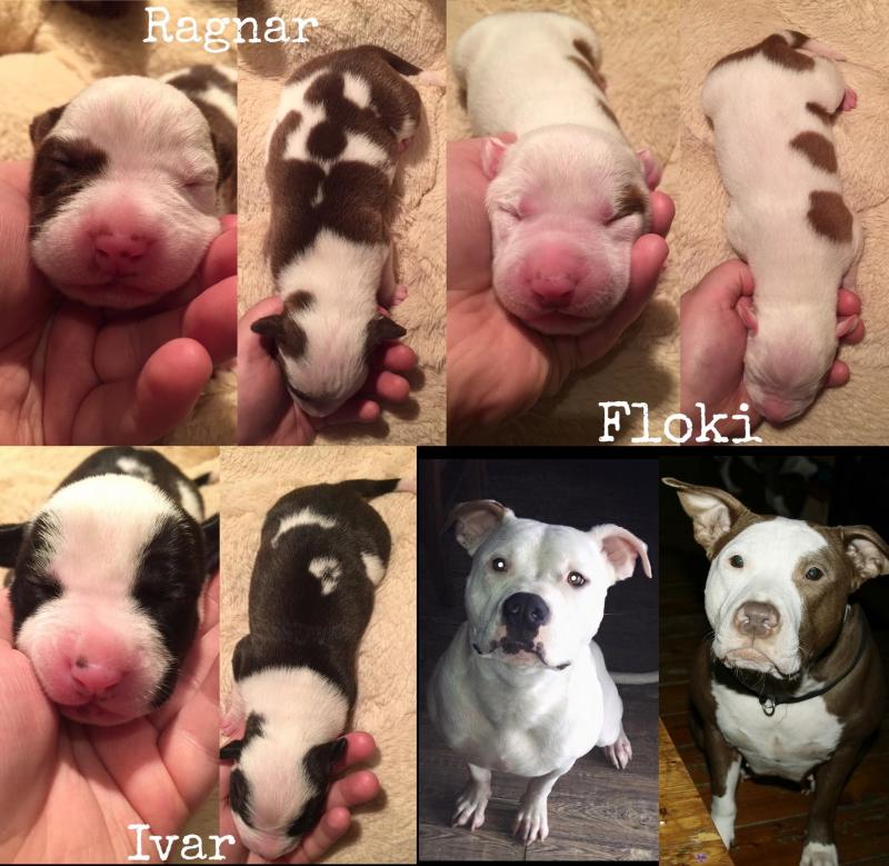 BEAUTIFUL PITBULL PUPPIES Image eClassifieds4u