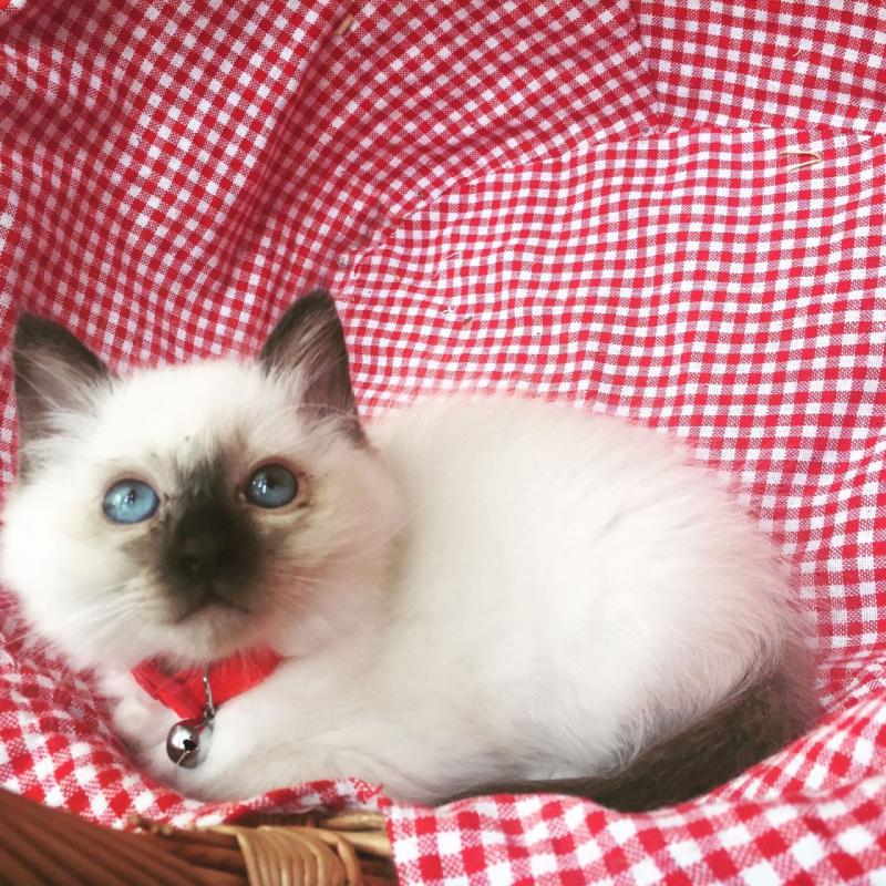 Gorgeous Birman Kitten For sale. Image eClassifieds4u