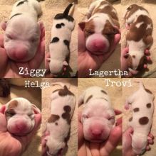 BEAUTIFUL PITBULL PUPPIES Image eClassifieds4u 2