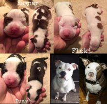 BEAUTIFUL PITBULL PUPPIES Image eClassifieds4u 1