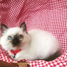 Gorgeous Birman Kitten For sale. Image eClassifieds4U