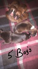 Boxer mastiff X. 9 puppies $500 4 girls 5 boys
